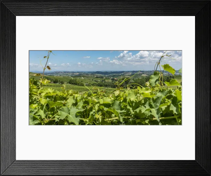 Framed Print : italy, Piedmont, the monferrato hills seen through the vines Framed Print : italy, Piedmont, the monferrato hills seen through the vines