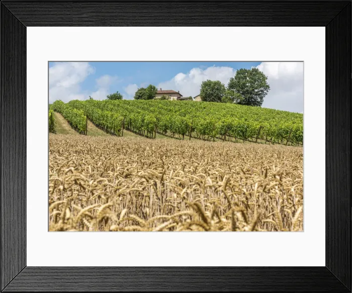 Framed Print : Italy, Piedmont, vineyards and cornfields near to Cella Monte