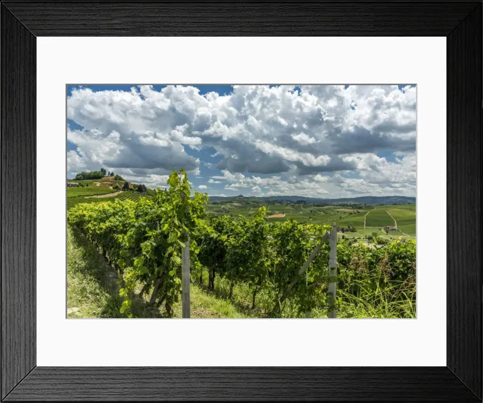 Framed Print : italy, Piedmont, the monferrato hills near to Costigliole D asti with vineyards Framed Print : italy, Piedmont, the monferrato hills near to Costigliole D asti with vineyards