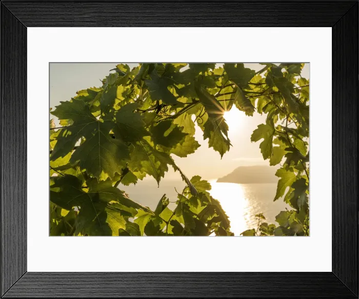 Framed Print : europe, italy, Liguria, Cinque Terre. Sunset in the vineyards of Manarola Framed Print : europe, italy, Liguria, Cinque Terre. Sunset in the vineyards of Manarola
