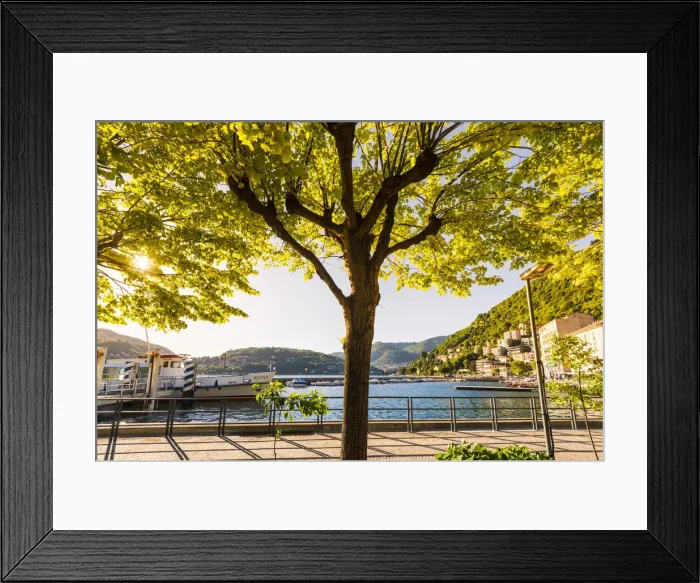Framed Print : Como, Lombardy, Italy. A tree on the shore of the lake Como at sunset Framed Print : Como, Lombardy, Italy. A tree on the shore of the lake Como at sunset