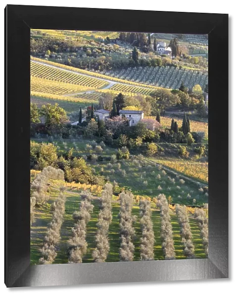 Stone houses surrounded by vines and olive orchards in the autumn, Greve in Chianti