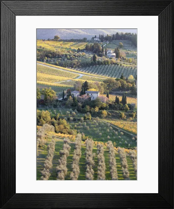 Framed Print : Stone houses surrounded by vines and olive orchards in the autumn, Greve in Chianti Framed Print : Stone houses surrounded by vines and olive orchards in the autumn, Greve in Chianti