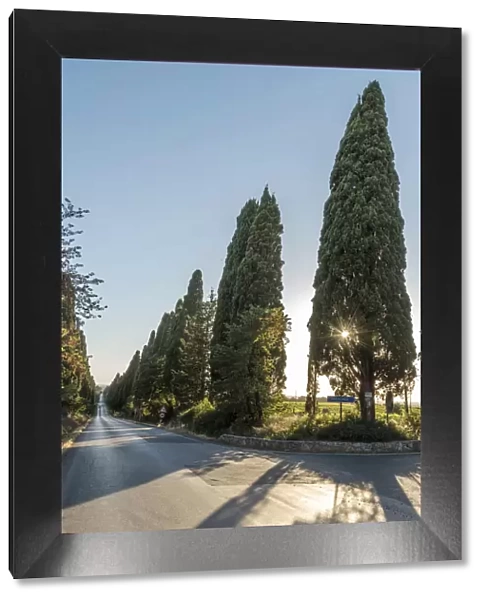 Italy, Tuscany, the Alley of Cypresses near to Bolgheri