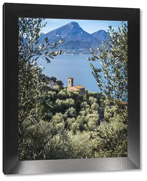 europe, Italy, Veneto. view through olives groves towards the Garda lake and the little