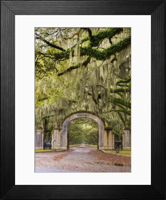 Framed Print : USA, Georgia, Savanah, Gateway and tree lined drive way at the Wormsloe Plantation Framed Print : USA, Georgia, Savanah, Gateway and tree lined drive way at the Wormsloe Plantation