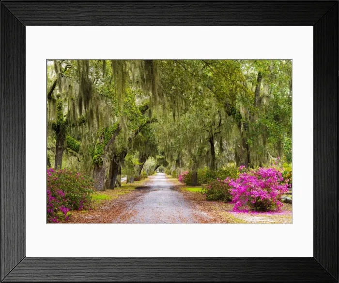 Framed Print : USA, Georgia, Savanah, Tree lined bath way in the Bonaventure Cemetery Framed Print : USA, Georgia, Savanah, Tree lined bath way in the Bonaventure Cemetery