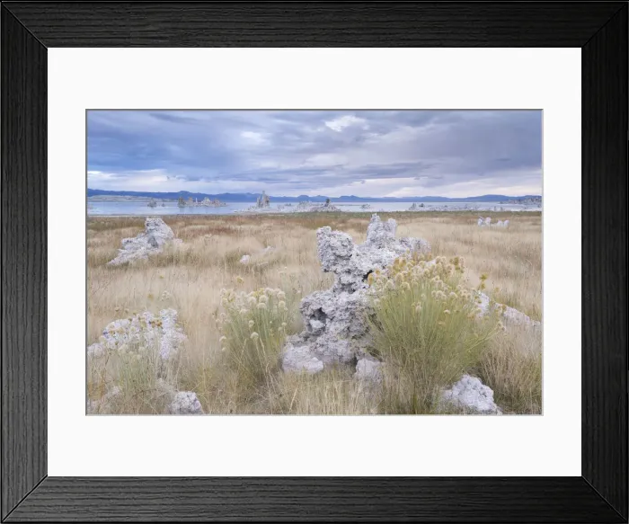 Framed Print : Greenes Rabbitbrush (Chrysothamnus greenei) growing among the Tufa towers near Framed Print : Greenes Rabbitbrush (Chrysothamnus greenei) growing among the Tufa towers near