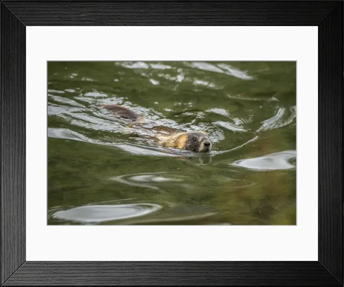 Framed Print : USA, Rockie Mountains, Wyoming, Grand Teton National Park, Yellow-bellied marmot swimming Framed Print : USA, Rockie Mountains, Wyoming, Grand Teton National Park, Yellow-bellied marmot swimming