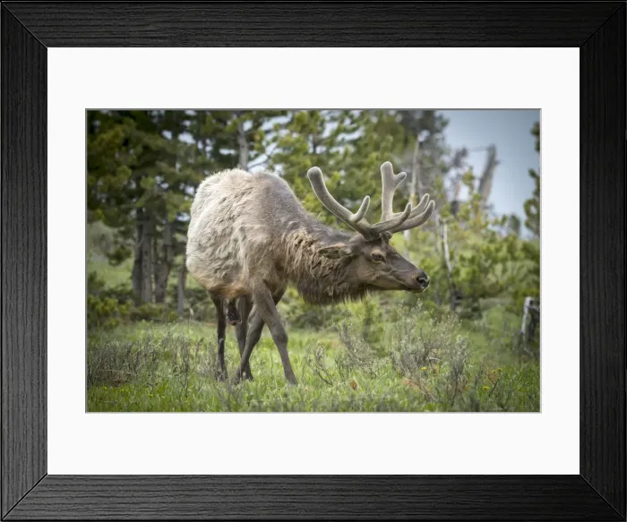 Framed Print : USA, Rockie Mountains, Wyoming, Elk in Yellowstone National Park Framed Print : USA, Rockie Mountains, Wyoming, Elk in Yellowstone National Park