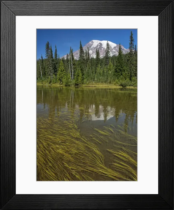 Framed Print : USA, Washington, Mount Rainier National Park, Reflection of Mt. Rainier Framed Print : USA, Washington, Mount Rainier National Park, Reflection of Mt. Rainier