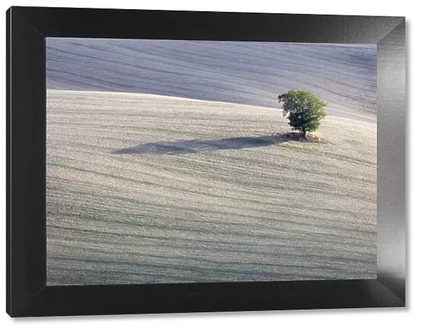 A solitary tree in a field, Val d Orcia, Tuscany, Italy