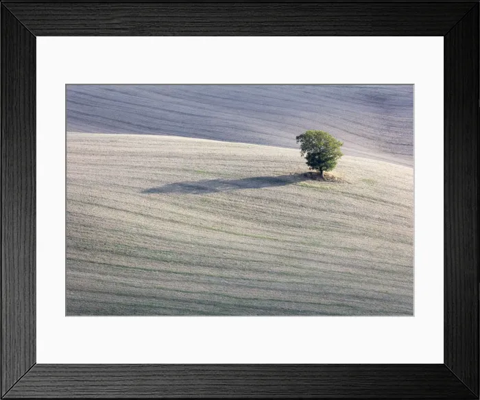 Framed Print : A solitary tree in a field, Val d Orcia, Tuscany, Italy