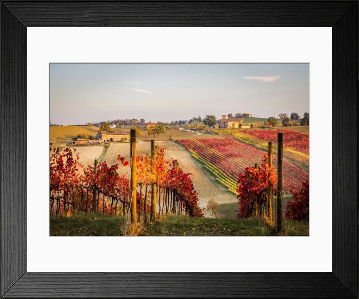 Framed Print : Lambrusco Grasparossa Vineyards in autumn. Castelvetro di Modena, Emilia Romagna, Italy Framed Print : Lambrusco Grasparossa Vineyards in autumn. Castelvetro di Modena, Emilia Romagna, Italy