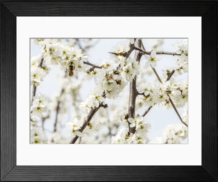 Framed Print : Europe, Italy, Piedmont. Springtime in the Langhe Framed Print : Europe, Italy, Piedmont. Springtime in the Langhe