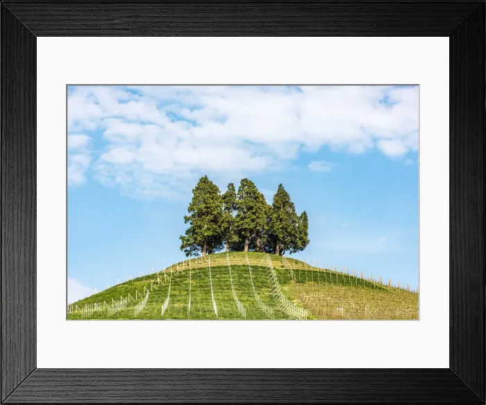 Framed Print : Europe, Italy, Piedmont. A hill in the Roero area Framed Print : Europe, Italy, Piedmont. A hill in the Roero area