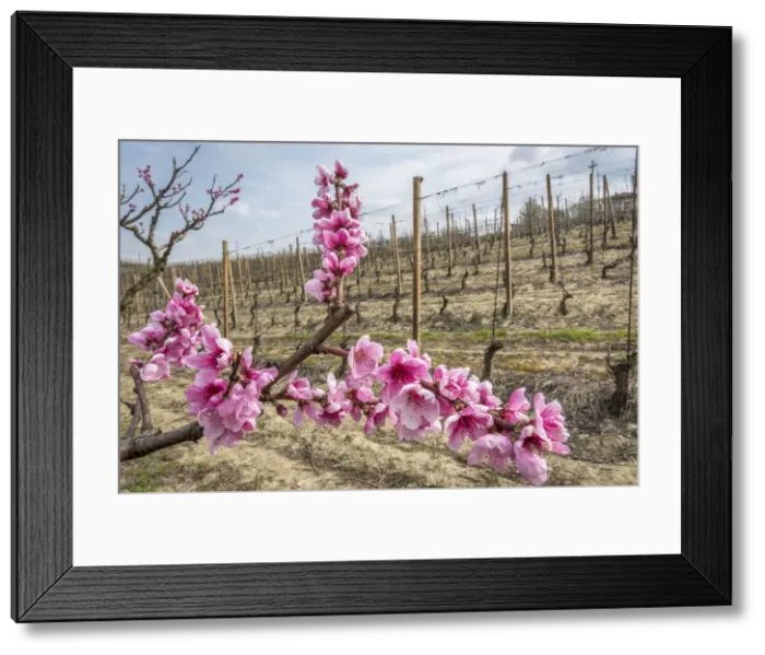 Framed Print : Europe, Italy, Piedmont. Springtime in the Langhe Framed Print : Europe, Italy, Piedmont. Springtime in the Langhe