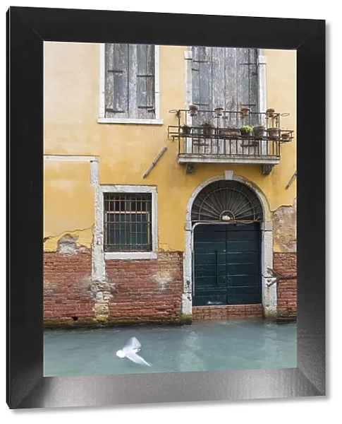Pigeon flies past old building on canal, Venice, Veneto, Italy