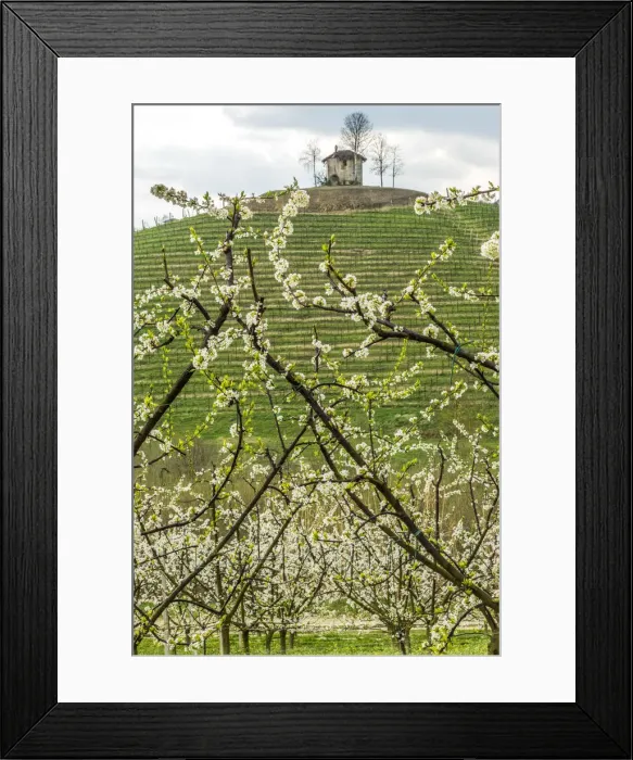Framed Print : Europe, Italy, Piedmont. Springtime in the Roero Framed Print : Europe, Italy, Piedmont. Springtime in the Roero