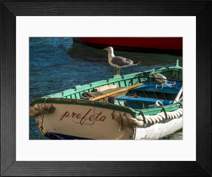 Framed Print : Europe, Italy, Portofino. A seagull relaxing on a traditional fishing boat Framed Print : Europe, Italy, Portofino. A seagull relaxing on a traditional fishing boat