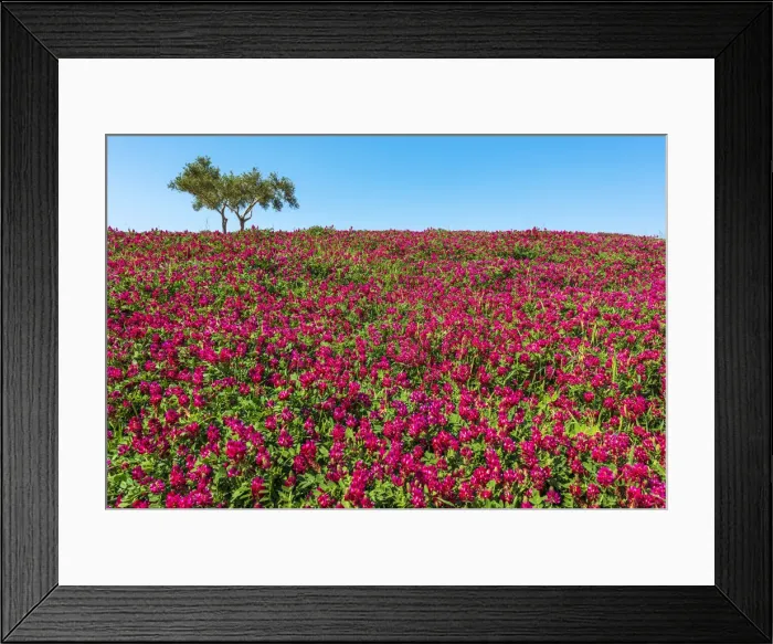Framed Print : Europe, Italy, Sicily. A rural landscape in spring time full with flowers