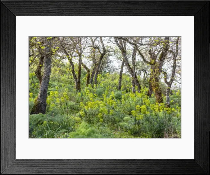 Framed Print : Europe, Italy, Sicily. In the nature reserve Bosco della Ficuzza Framed Print : Europe, Italy, Sicily. In the nature reserve Bosco della Ficuzza