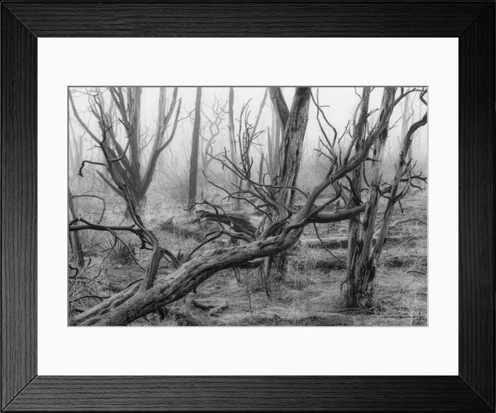 Framed Print : USA, Colorado, Mesa Verde, National Park, burnt forest in the fog Framed Print : USA, Colorado, Mesa Verde, National Park, burnt forest in the fog