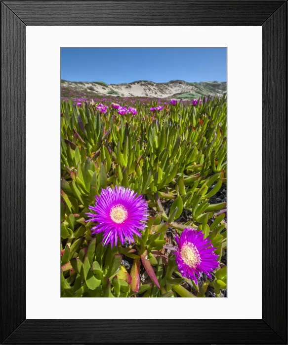 Framed Print : Wild flowers in dunes, Point Reyes National Seashore, Marin County, California, USA Framed Print : Wild flowers in dunes, Point Reyes National Seashore, Marin County, California, USA