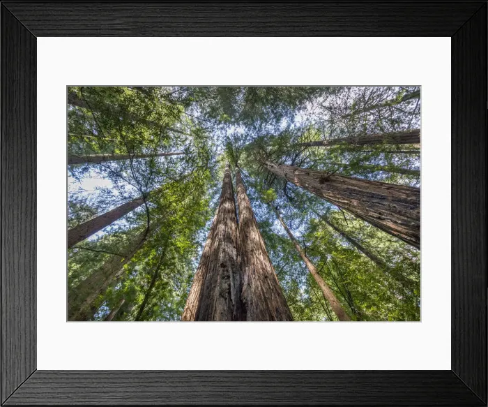 Framed Print : Redwood trees, Muir Woods National Monument, Marin County, California, USA Framed Print : Redwood trees, Muir Woods National Monument, Marin County, California, USA
