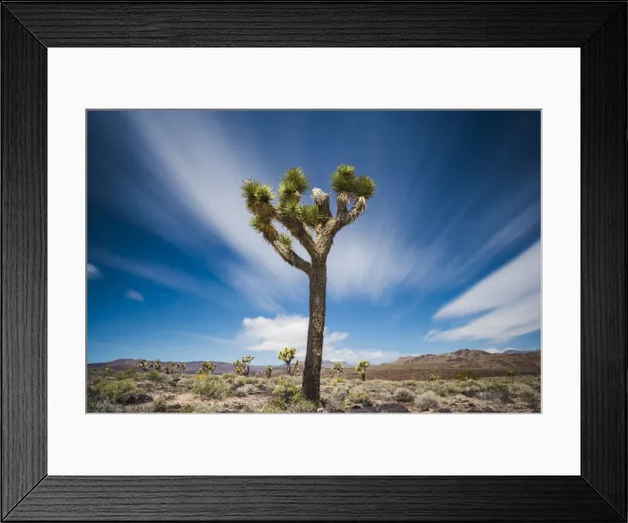 Framed Print : Joshua Tree, Death Valley National Park, California, USA