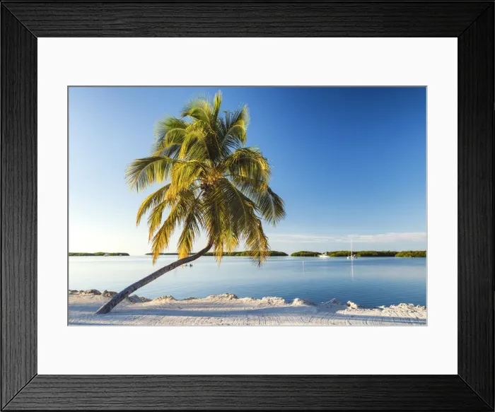 Framed Print : Single Palm Tree, Islamorada, Florida Keys, USA Framed Print : Single Palm Tree, Islamorada, Florida Keys, USA