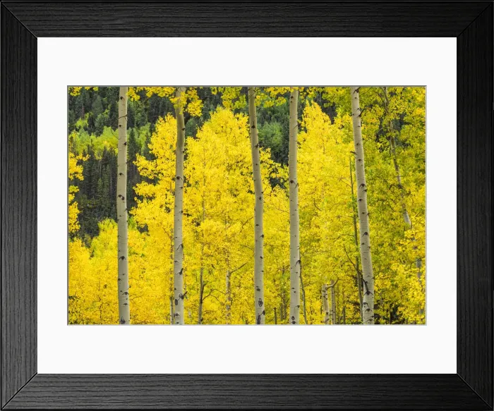 Framed Print : Aspens in Autumn, Telluride, Colorado, USA Framed Print : Aspens in Autumn, Telluride, Colorado, USA