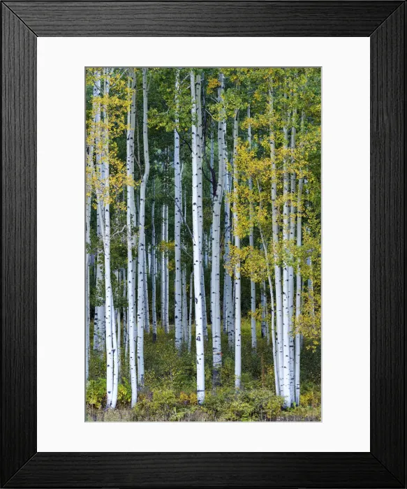 Framed Print : Aspens in Autumn, Silverton, Colorado, USA