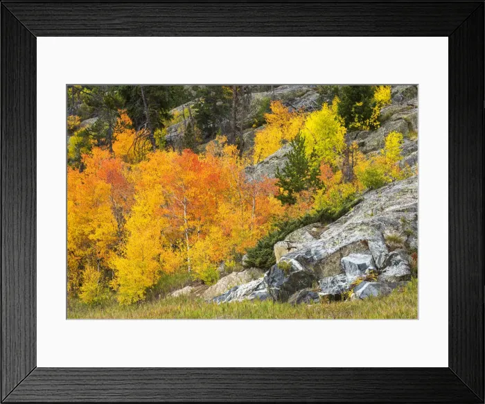 Framed Print : USA, Colorado, Frisco, autumn foliage