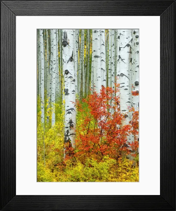 Framed Print : USA, Colorado, Aspen along McClure Pass in the Colorado Rockies Framed Print : USA, Colorado, Aspen along McClure Pass in the Colorado Rockies