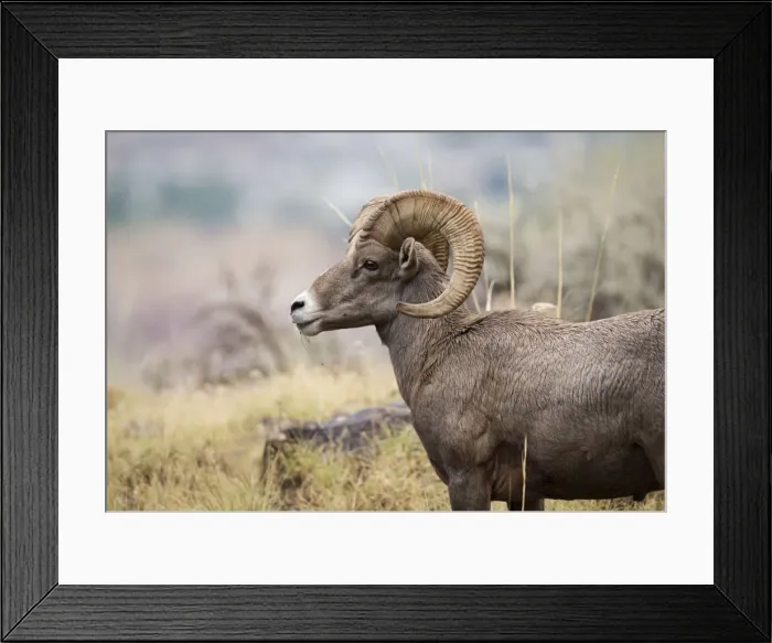 Framed Print : USA, Colorado, Mesa County, Bighorn Sheep (Ovis canadensis) in the Colorado National Framed Print : USA, Colorado, Mesa County, Bighorn Sheep (Ovis canadensis) in the Colorado National