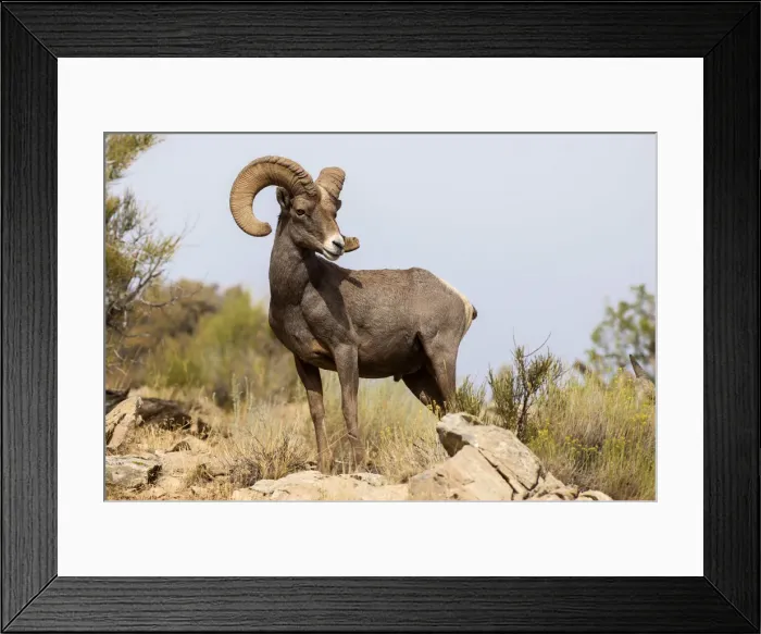 Framed Print : USA, Colorado, Mesa County, Bighorn Sheep (Ovis canadensis) in the Colorado National Framed Print : USA, Colorado, Mesa County, Bighorn Sheep (Ovis canadensis) in the Colorado National