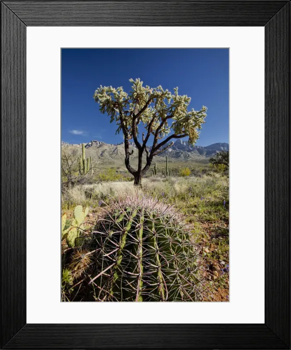Framed Print : Giant Cholla Cactus, Santa Catalina State Park, Tucson, Arizona, USA Framed Print : Giant Cholla Cactus, Santa Catalina State Park, Tucson, Arizona, USA