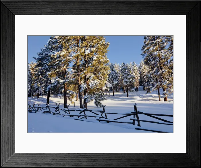 Framed Print : Fresh Snow-covered Pine Trees, Flagstaff, Arizona, USA Framed Print : Fresh Snow-covered Pine Trees, Flagstaff, Arizona, USA