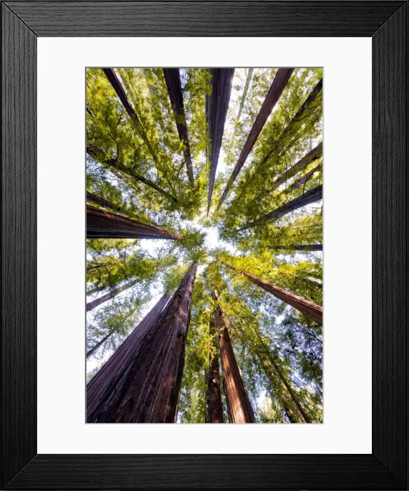 Framed Print : Giant Redwoods, Humboldt State Park, California, USA Framed Print : Giant Redwoods, Humboldt State Park, California, USA