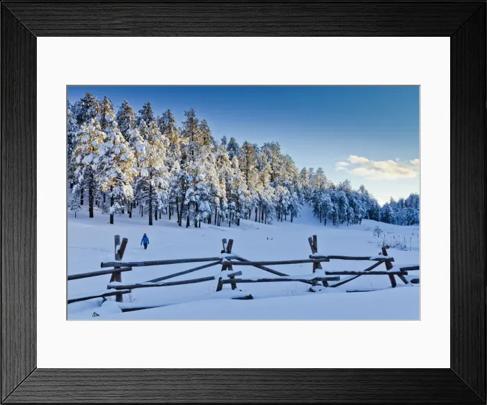 Framed Print : Fresh Snow-covered Pine Trees, Flagstaff, Arizona, USA