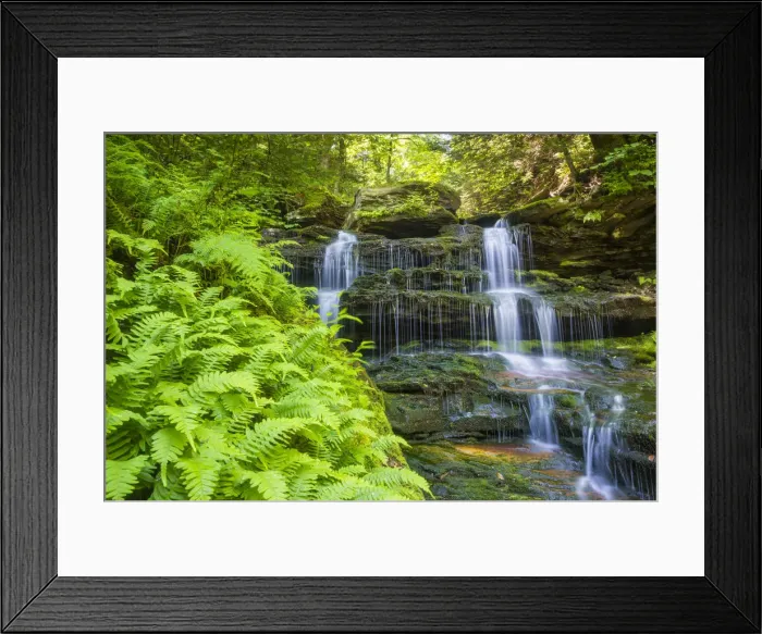 Framed Print : Ferns & Waterfall, Ricketts Glen State Park, Sullivan County, Pennsylvania, USA Framed Print : Ferns & Waterfall, Ricketts Glen State Park, Sullivan County, Pennsylvania, USA
