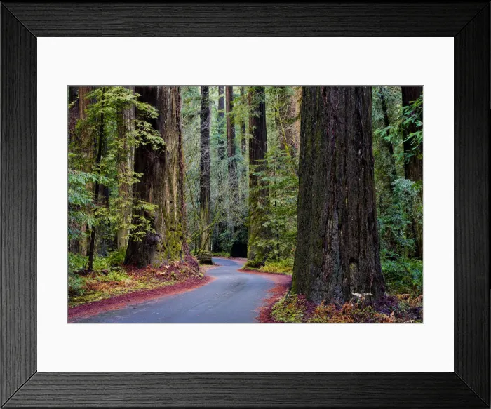 Framed Print : Road Through Giant Redwoods, Humboldt State Park, California, USA Framed Print : Road Through Giant Redwoods, Humboldt State Park, California, USA