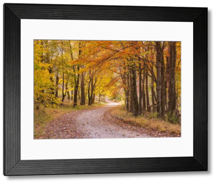 Framed Print : Country Lane in Autumn, Shenandoah National Park, Virginia, USA Framed Print : Country Lane in Autumn, Shenandoah National Park, Virginia, USA