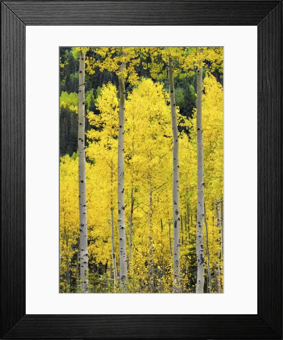 Framed Print : Aspens in Autumn, Telluride, Colorado, USA Framed Print : Aspens in Autumn, Telluride, Colorado, USA