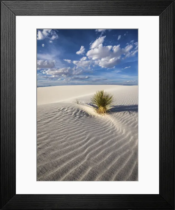 Framed Print : Yucca Plant, White Sands National Monument, Alamogordo, New Mexico, USA