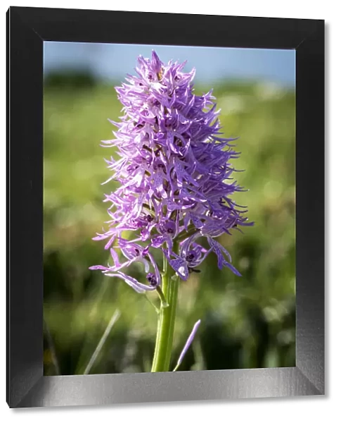 Europe, Italy, Campania. The naked man orchid seen on the Coast of Sorrento