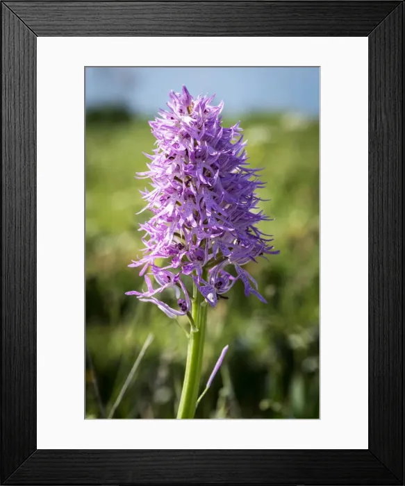 Framed Print : Europe, Italy, Campania. The naked man orchid seen on the Coast of Sorrento Framed Print : Europe, Italy, Campania. The naked man orchid seen on the Coast of Sorrento