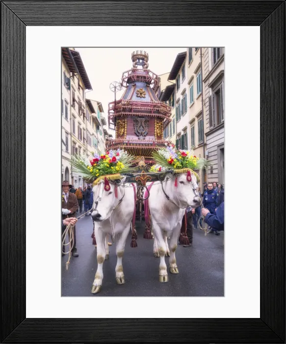 Framed Print : Ox cart, Explosion of the Cart festival, Florence, Tuscany, Italy, Europe Framed Print : Ox cart, Explosion of the Cart festival, Florence, Tuscany, Italy, Europe