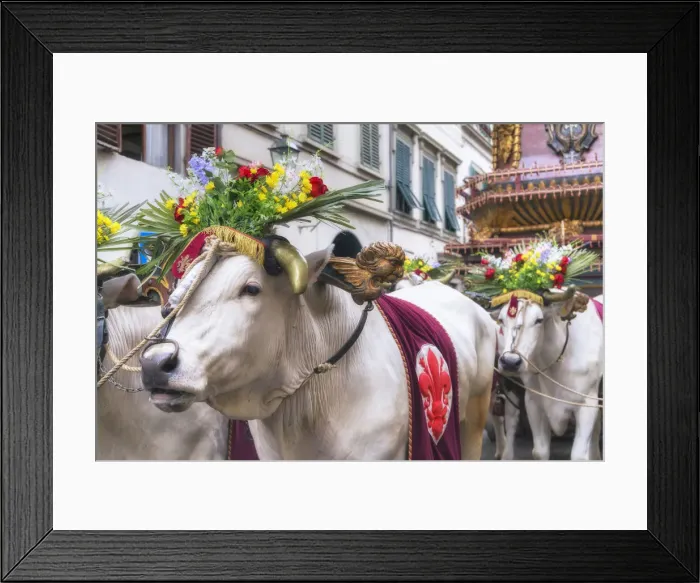 Framed Print : Ox cart, Explosion of the Cart festival, Florence, Tuscany, Italy, Europe Framed Print : Ox cart, Explosion of the Cart festival, Florence, Tuscany, Italy, Europe